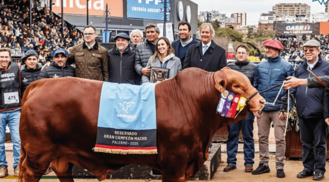 Un toro Brangus se vendió a $ 272 millones el 50% y marcó un récord para la ganadería nacional