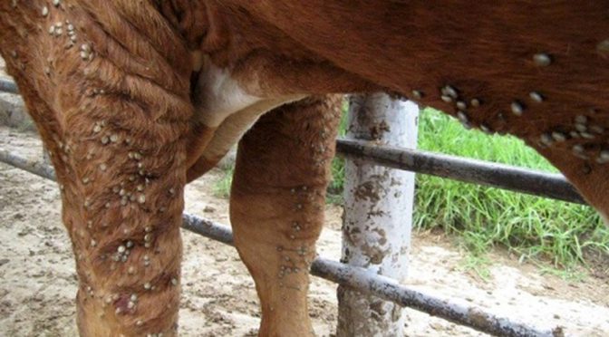 La lucha contra la garrapata en Entre Ríos: “Hay que cumplir el protocolo sanitario a rajatabla”