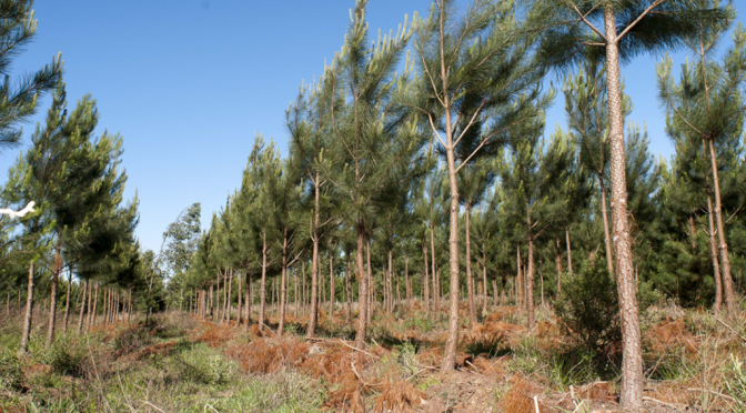 Pinos y eucaliptus: en un año y medio, Argentina sumó 49.000 hectáreas de plantaciones forestales