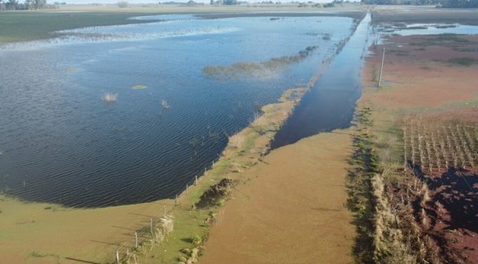 Inundaciones en el corazón bonaerense: estiman más de un millón de hectáreas bajo el agua
