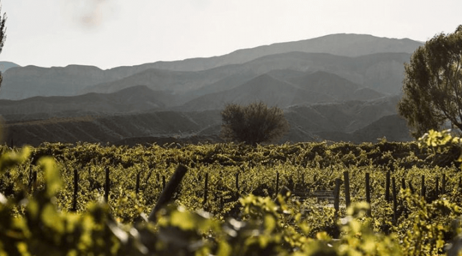 Nueva indicación geográfica: en los Valles Templados de Jujuy, la vitivinicultura tiene un norte productivo