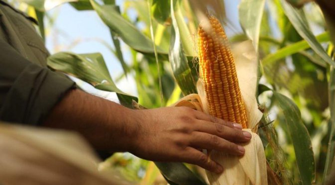 Siembra 2025/26: desde Córdoba confirman la recuperación del maíz y el “boom” del girasol