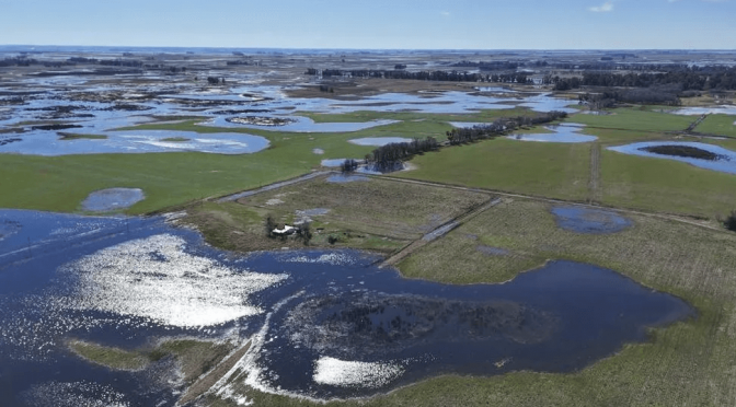 El drama de los tambos ante las inundaciones: no pueden sacar la leche ni alimentar a las vacas