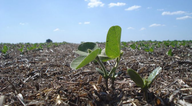 Por el avance del maíz y el girasol, la soja pierde terreno: se sembrarán 800.000 hectáreas menos