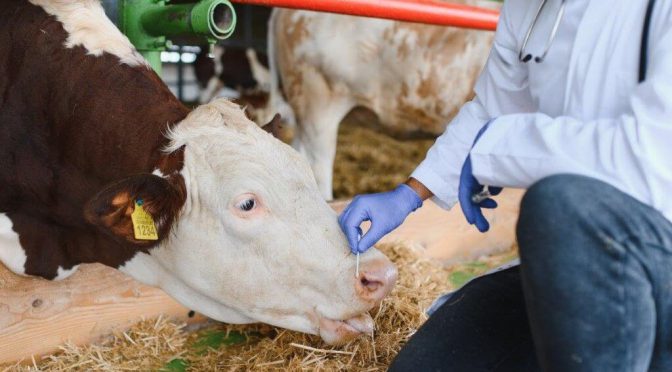 Neumonías bovinas: claves para enfrentar a la principal causa de muerte en rodeos de carne