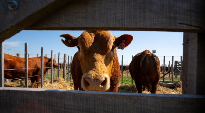 Carne con precios récord: una ola mundial que Argentina corre riesgo de no poder surfear