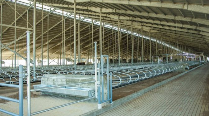 Casi 100 robots y 6.000 vacas: un mega tambo, ultra tecnológico, nace en el oeste de Buenos Aires