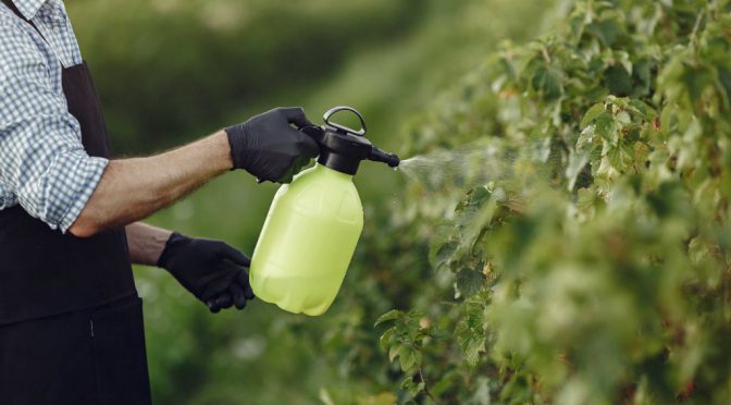 8 insecticidas caseros fáciles para tu huerta (guía completa)