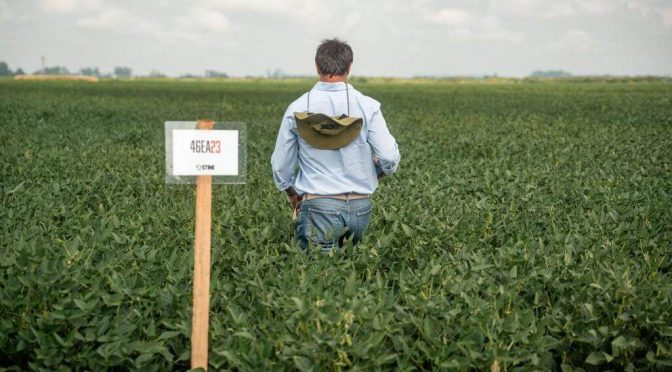 Pese a la menor superficie, la soja confía en una gran campaña: “Lo que marca la diferencia es la genética”