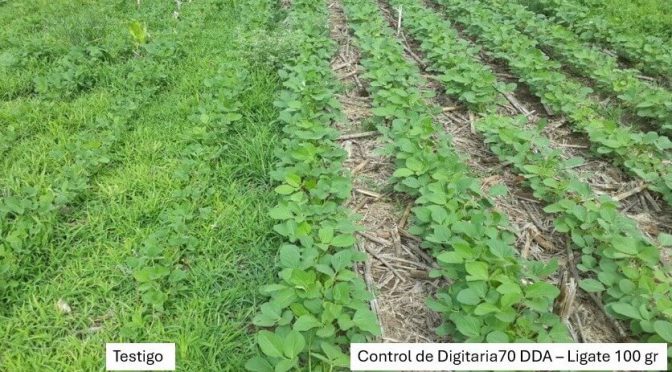 “Será una campaña más compleja en cuanto a malezas”: las lluvias obligan a ajustar el manejo en soja