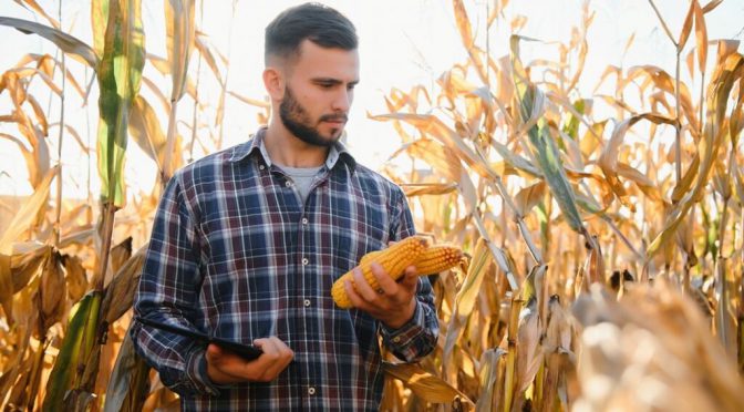 Precios que no tientan a los productores: advierten un fuerte retraso en las ventas de trigo y de maíz