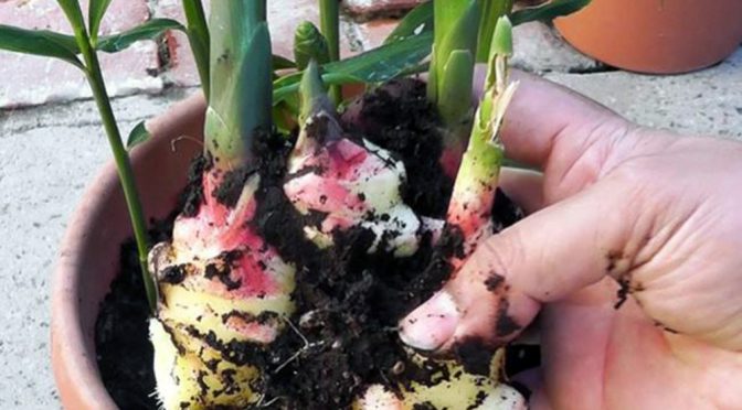 Jengibre: el paso a paso para cultivarlo en la huerta en casa