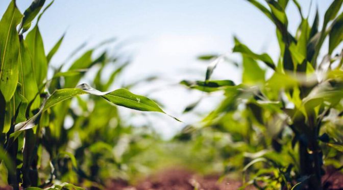 Manejo nutricional en maíz temprano: la fertilización con zinc eleva hasta 15% los rendimientos