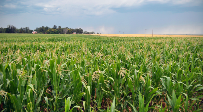 El campo argentino en movimiento: competir, producir e innovar con sostenibilidad