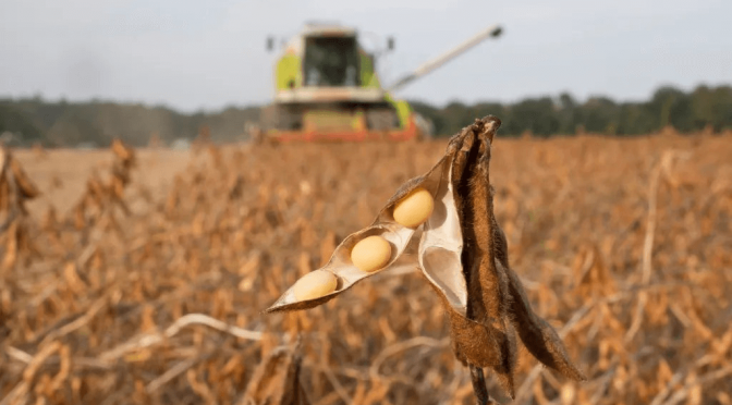 Soja “libre de deforestación”: la relación costo-beneficio puede ser favorable para el productor