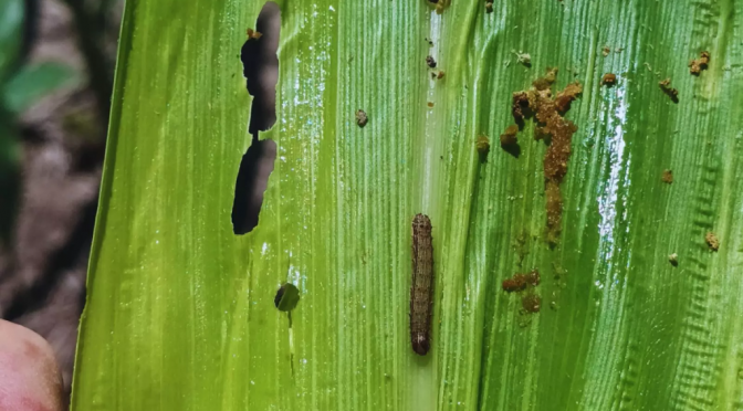Alerta en el maíz: el norte de Santa Fe ya sufre ataques tempranos de gusanos cogolleros