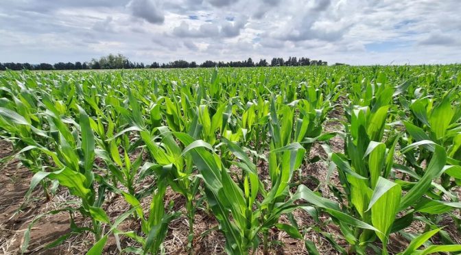 Mejores prácticas de manejo: una evolución en la eficiencia de la fertilización nitrogenada