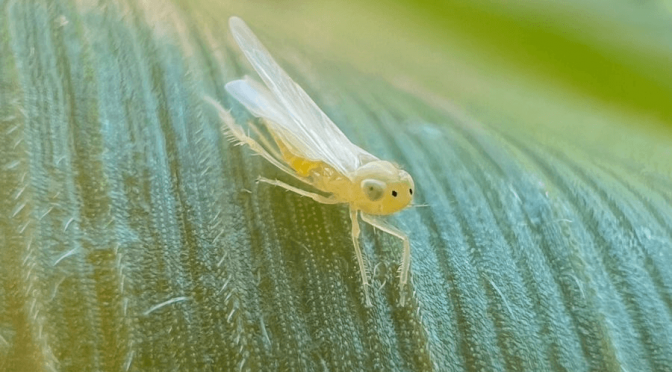 Por las dudas reaparezca: un biológico muestra excelentes resultados contra la chicharrita del maíz