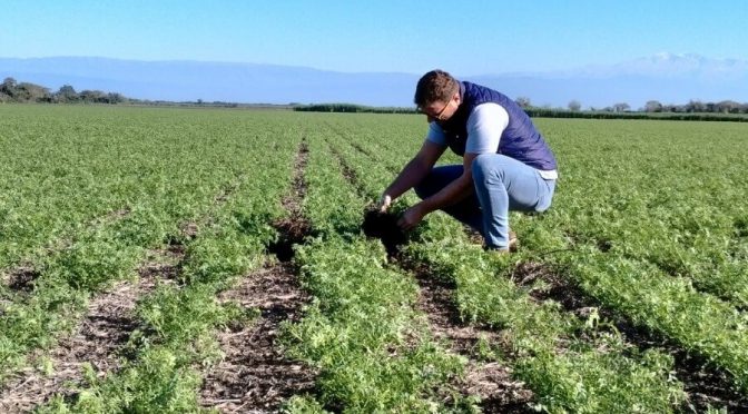 Desde la semilla hasta la planta: las legumbres suman bioinsumos para “escalar en protagonismo”