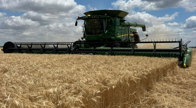 La cosecha de trigo avanza y se consolida una campaña histórica: un récord de 24,5 millones de toneladas