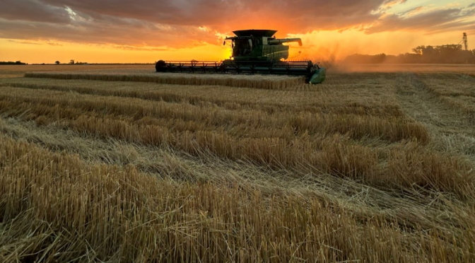 Con rindes de hasta 70 qq/ha, desde Buenos Aires también confirman una cosecha récord de trigo