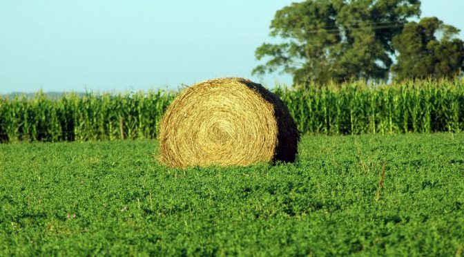 La alfalfa, un cultivo de “reconversión” que crece en Mendoza por la demanda ganadera