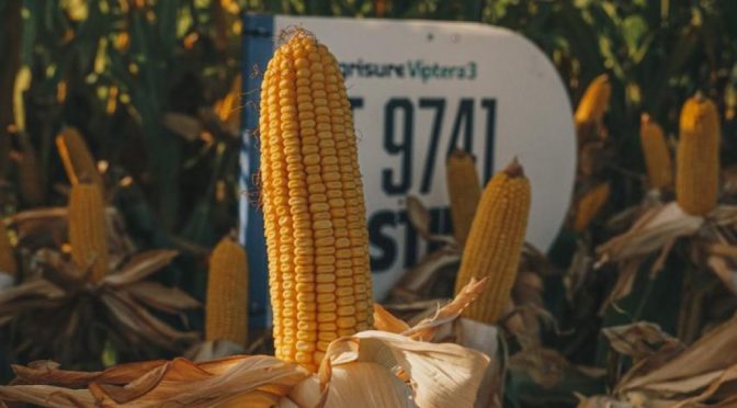El turno del maíz tardío: las claves, zona por zona, para aprovechar el agua y expandir los rindes