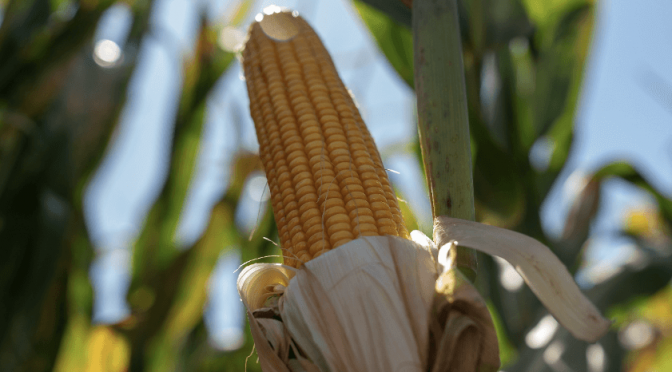 El maíz tardío pasa “al frente” y es protagonista: “Ya dejó de ser una opción secundaria”