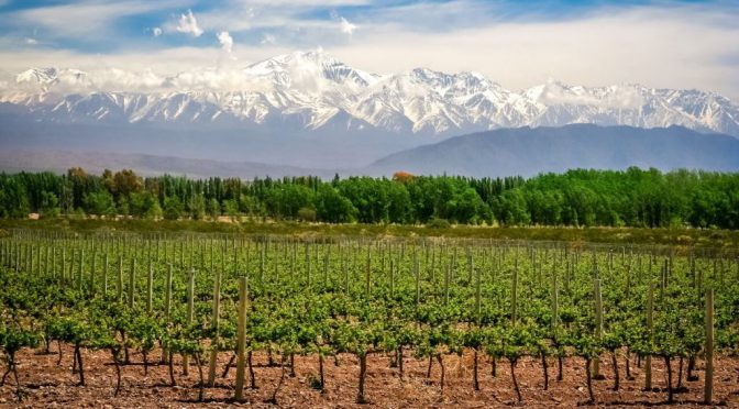 Nada como un buen vino: en Mendoza, la cadena vitivinícola es la que más peso tiene en la economía