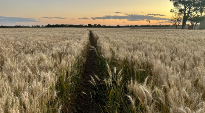 El trigo 2025/26 no tiene techo: la cosecha entusiasma y las estimaciones siguen aumentando