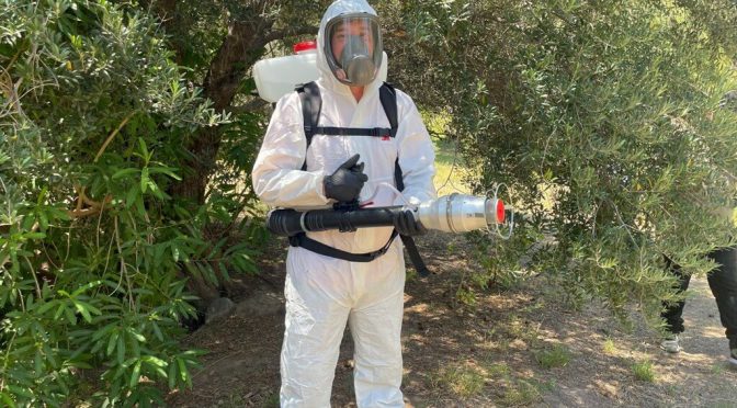 Una de las plagas más temidas: con aportes de la FAO, el SENASA refuerza el control de las langostas