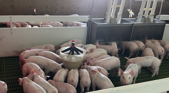 Innovación y eficiencia: la tecnología impulsa a la porcicultura argentina