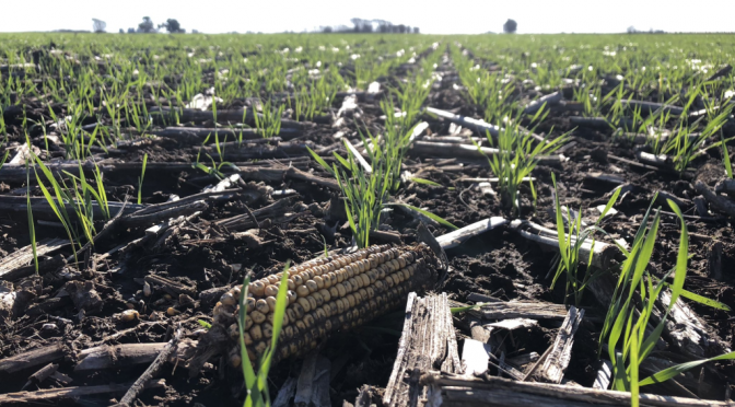 El productor es el que más arriesga y también el eslabón más débil: reglas claras, no se pide tanto