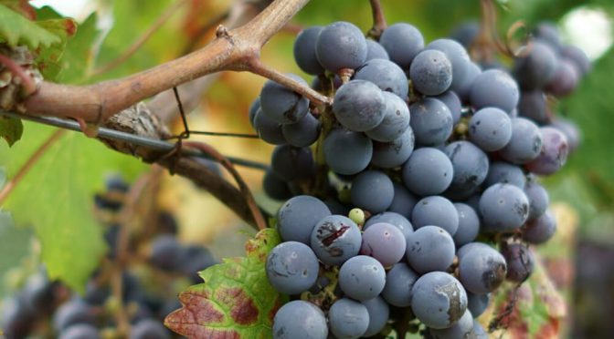 Conflicto: asociaciones vitivinícolas van a la Justicia para frenar una de las desregulaciones del INV