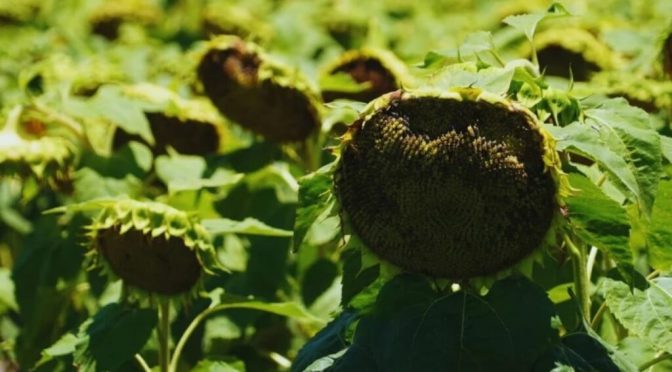 Girasol: la artillería “antiaérea” que propone el INTA para protegerlo de palomas y cotorras