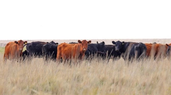 Los productores se suben al “boom” ganadero con más vientres y más kilos