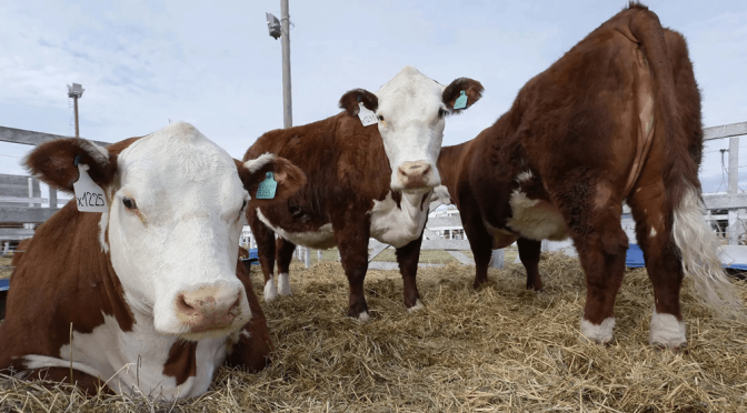 Más presión para los precios de la carne vacuna: la producción se contrae a nivel mundial