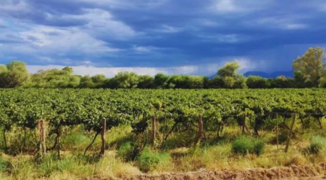 De Rosario a Catamarca: la familia que apostó al vino artesanal y hoy agrega valor con altura