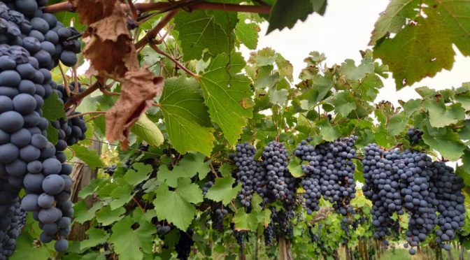 “El 95% de la industria del vino está de acuerdo”: viñateros y la COVIAR cruzaron a Sturzenegger