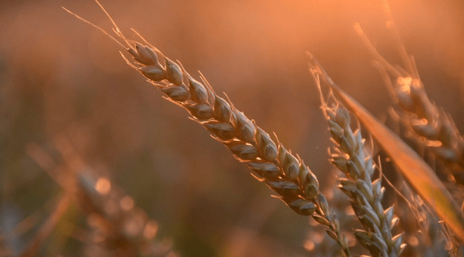 Peso hectolítrico y proteína: ¿qué muestran los primeros análisis de calidad del trigo 2025/26?