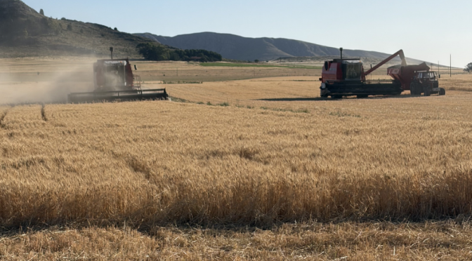 La cosecha de trigo ya no tiene calificativos: no para de sumar toneladas y no se descarta que siga creciendo
