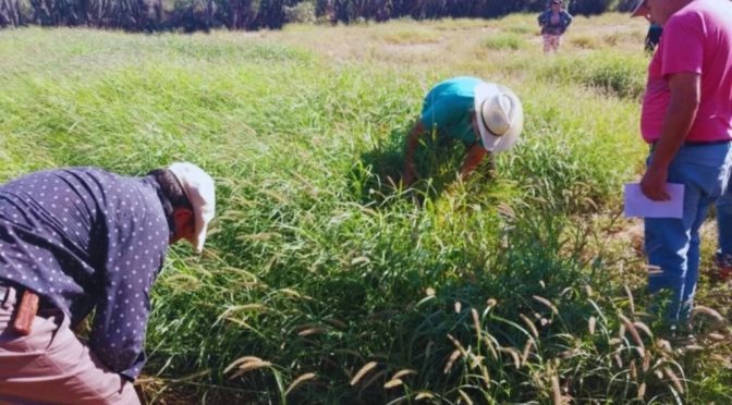 Forrajería en San Luis: estudios del buffel grass buscan recuperar los suelos y planificar la ganadería