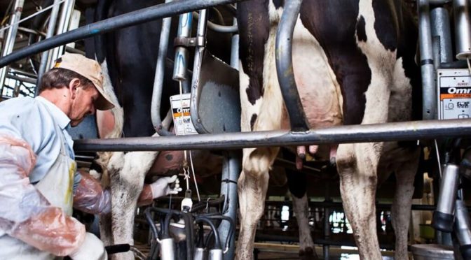 Cimbronazo en la lechería: se cortó la buena racha y los tambos volvieron a mostrar rentabilidad negativa