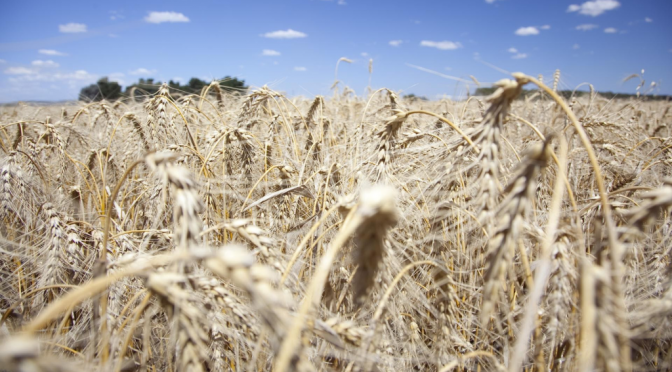 En el trigo se espera un récord de producción, pero preocupa la baja de los precios internacionales