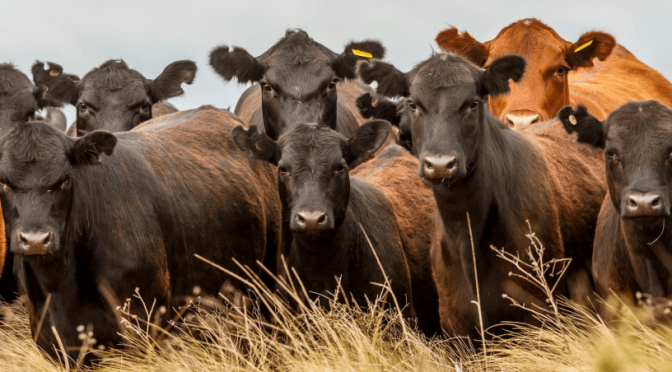 “Una sola raza, dos pelajes”: la Asociación Argentina de Angus anunció un cambio “histórico” para Palermo 2026