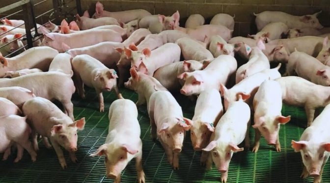 “Enmienda orgánica integral”: una larga investigación sobre efluentes porcinos explicó una mejora en rindes de soja