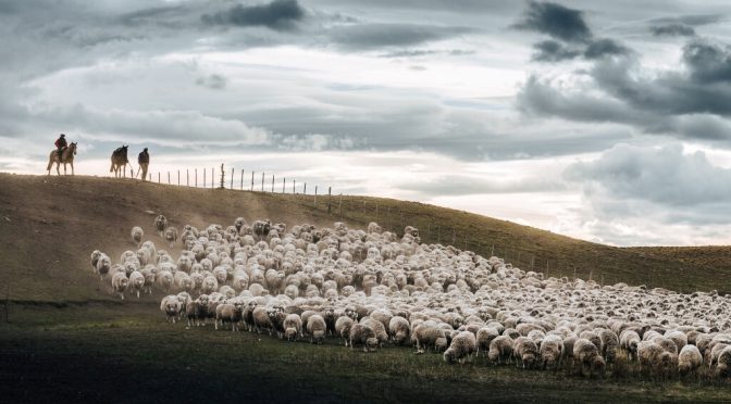 Familia Gallie: cuatro generaciones en la Patagonia y una ganadería ovina que aprendió a regenerarse