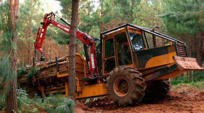 Industria de la madera: un sector que se “amolda” y muestra señales de estabilización