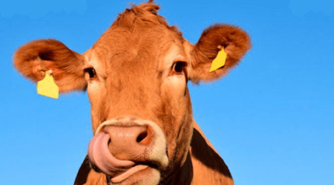 La digitalización del mundo ganadero: cómo funciona el “visor digital” que mide el rinde en la faena