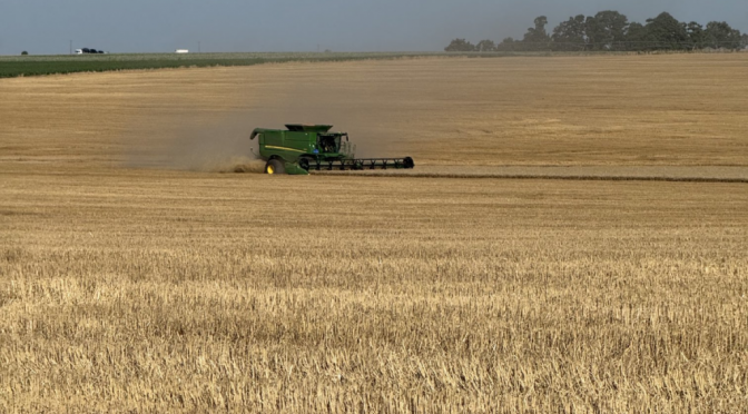 Para brindar: el trigo cierra su año histórico con otro aumento en el pronóstico de cosecha